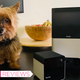 I cannot stress how much Daisy hated posing for this photo with the Petcube Play 2(left) and Bites 2.